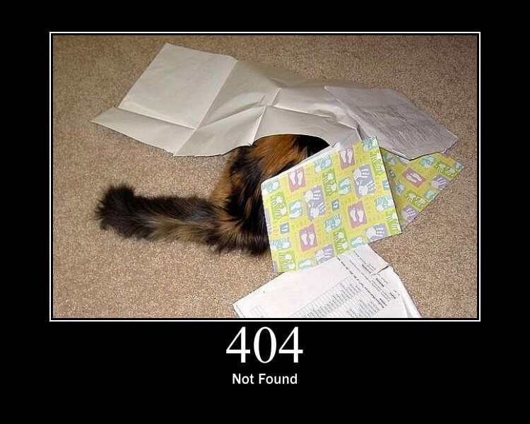 404 not found cat